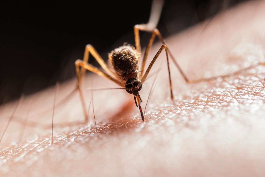 Um mosquito marrom com pernas longas e finas, corpo peludo e probóscide inserida na pele humana, visível em close-up com textura e pelos finos, em fundo escuro