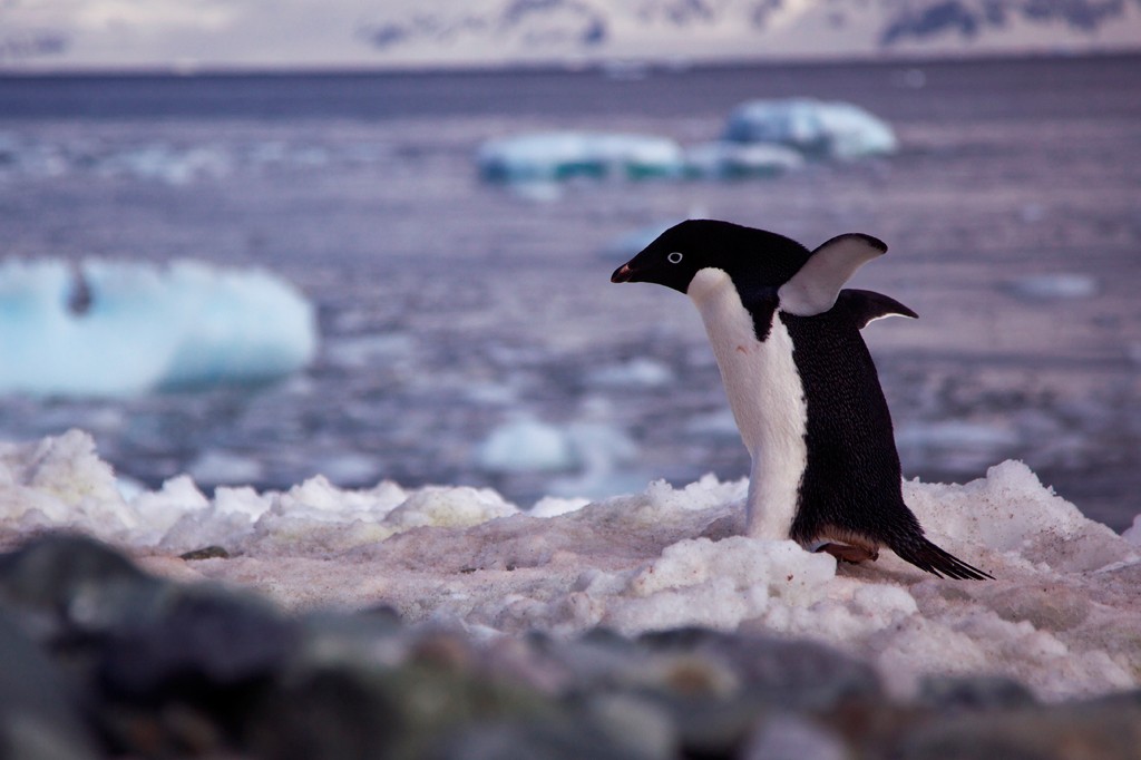 Por que pinguins da Antártida fazem cocô rosa?