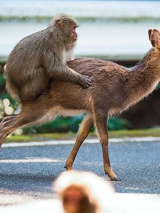 Capa de: Não somos os únicos: primatas também têm “animais de estimação”