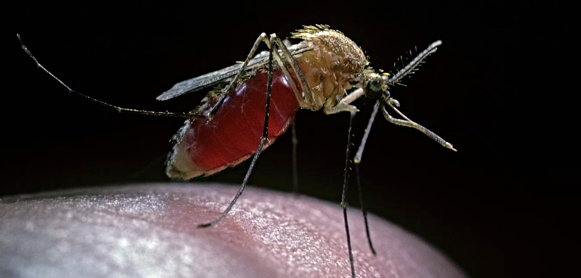 Mosquito transmissor do vírus do Nilo Ocidental