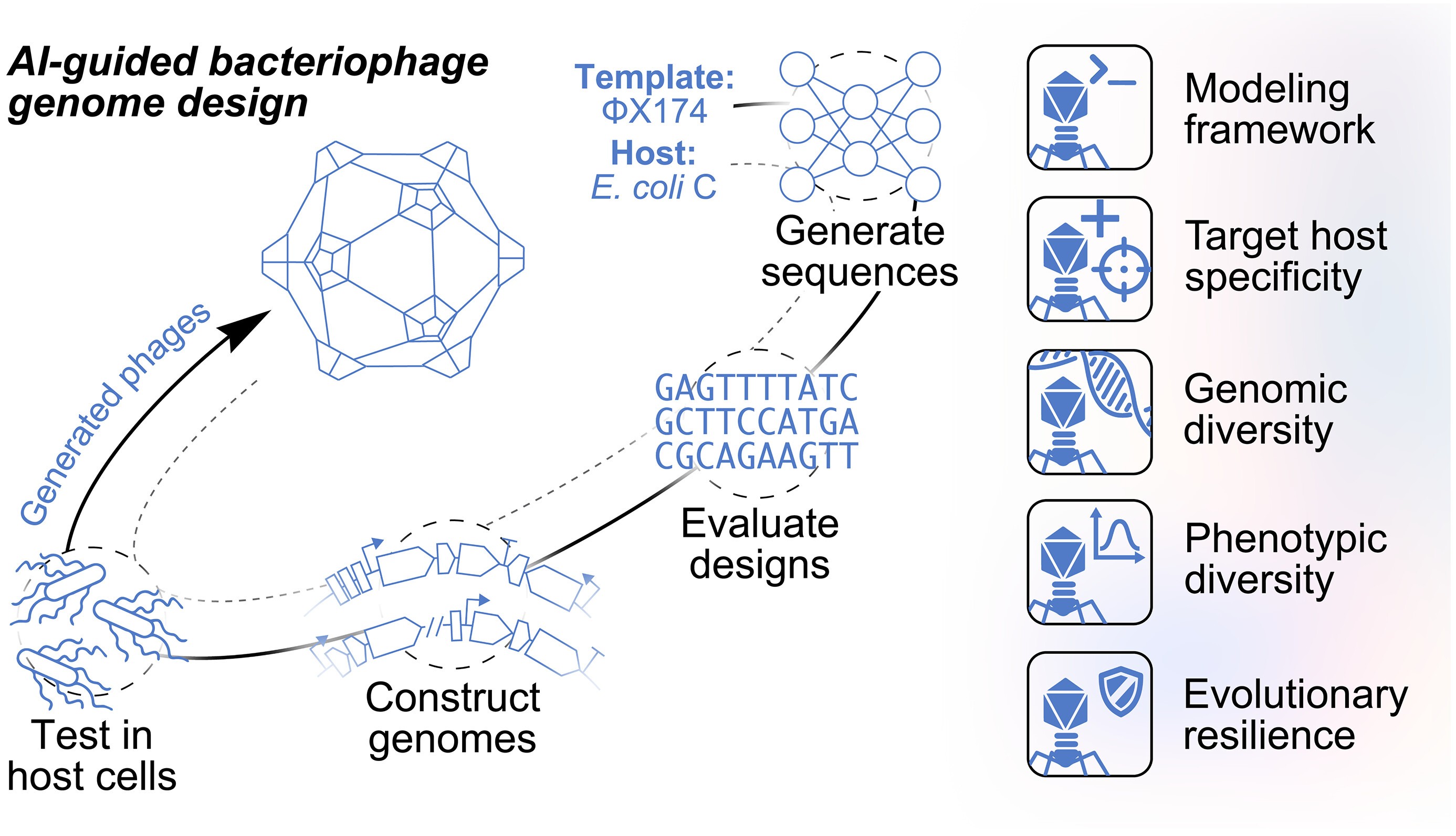 Diagrama do processo de design de genoma de bacteriófagos guiado por IA, mostrando a geração de sequências a partir de um modelo, avaliação de designs, construção de genomas, teste em células hospedeiras e os fagos gerados. À direita, uma lista de características avaliadas: estrutura de modelagem, especificidade do hospedeiro alvo, diversidade genômica, diversidade fenotípica e resiliência evolutiva
