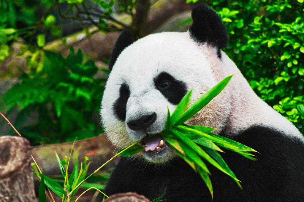 SI_491_Oráculo_Pandas
