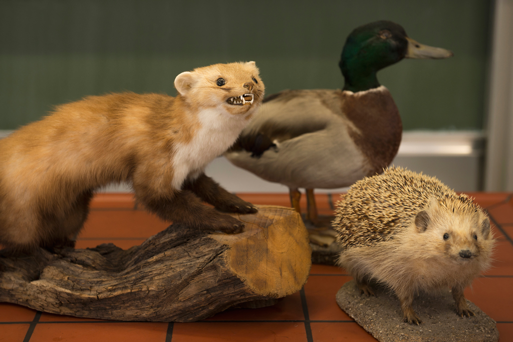 Quem inventou a taxidermia?