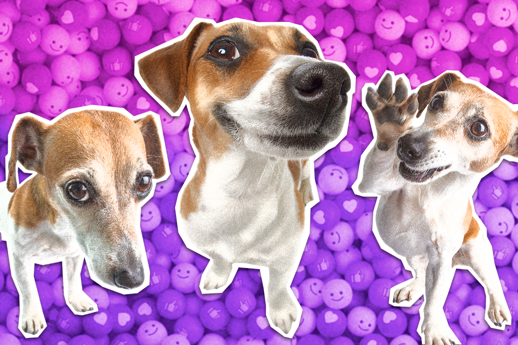 Cachorro A Folou: como um cãozinho ucraniano virou meme no Brasil