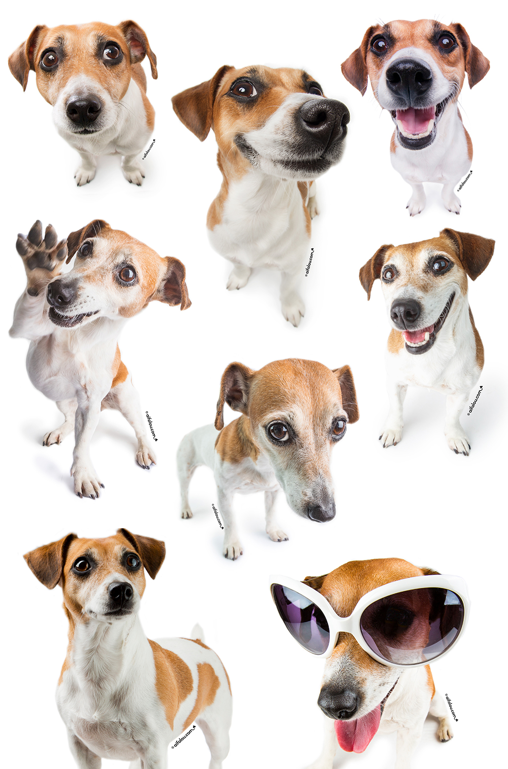 Nove cães da raça Jack Russell Terrier, de pelagem branca e marrom, em poses variadas e expressões divertidas, incluindo um usando óculos de sol brancos e outro acenando com a pata, em fundo branco