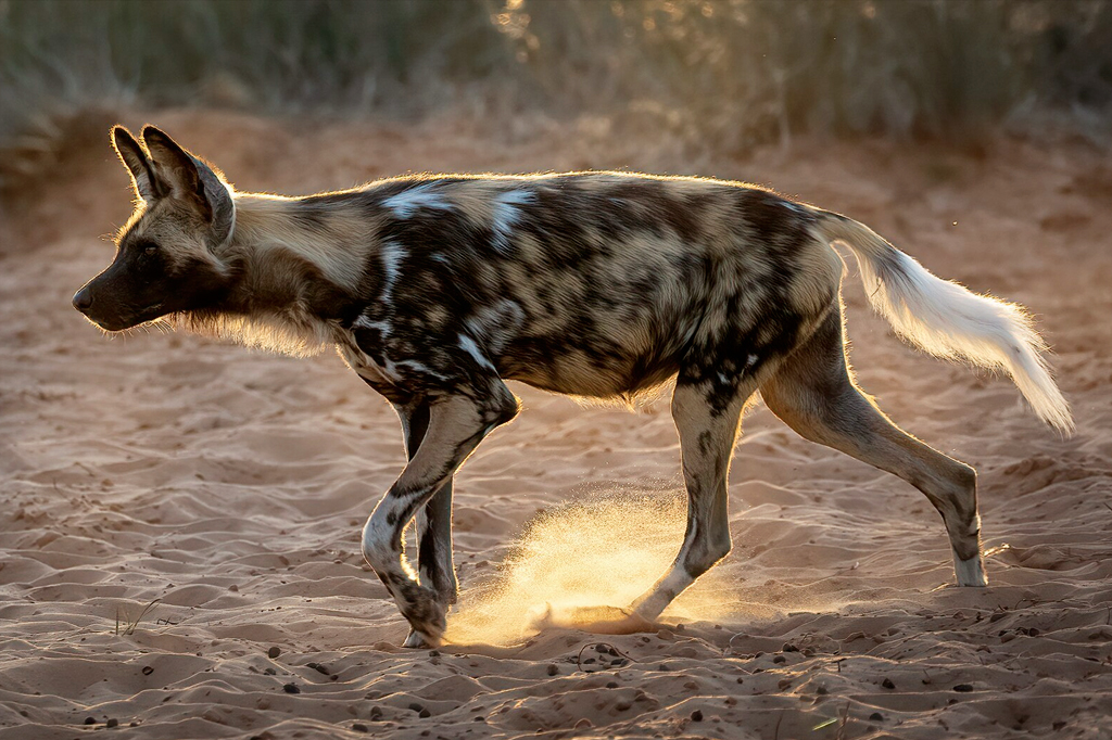 Ilustração de cães-selvagens na África caminhando por uma paisagem selvagem.