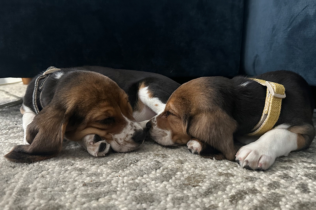Dois filhotes de beagle tricolores, um com coleira preta e outro com coleira amarela, dormem lado a lado no chão de carpete cinza, com um sofá azul escuro ao fundo