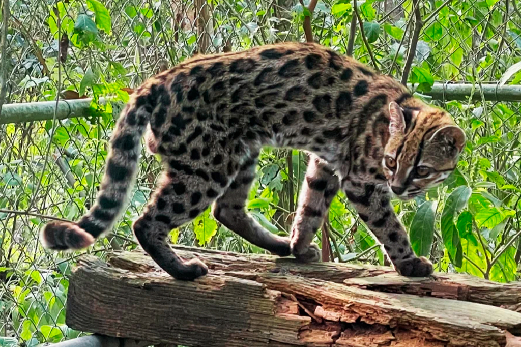 Gato-maracajá com pelagem malhada em tons de marrom e preto, caminhando sobre um tronco de madeira. O felino está em perfil, com a cabeça virada para a direita, olhando para baixo. Ao fundo, vegetação verde e uma cerca de arame.