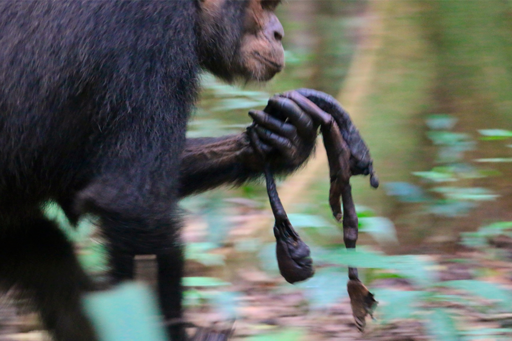 Um chimpanzé de pelo escuro caminha em um ambiente verde borrado, segurando um galho seco e uma folha em sua mão direita