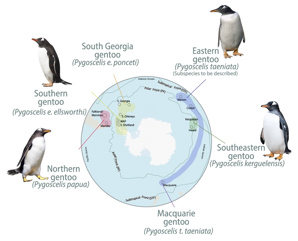 Mapa-múndi com a distribuição geográfica de seis subespécies de pinguins-gentoo, cada uma com uma foto do animal e seu nome científico. As subespécies são: South Georgia, Southern, Northern, Eastern, Southeastern e Macquarie gentoo