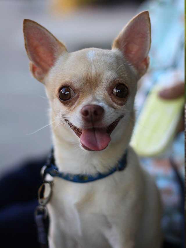 Capa de: Análise de DNA de chihuahuas encontra genes de coiote