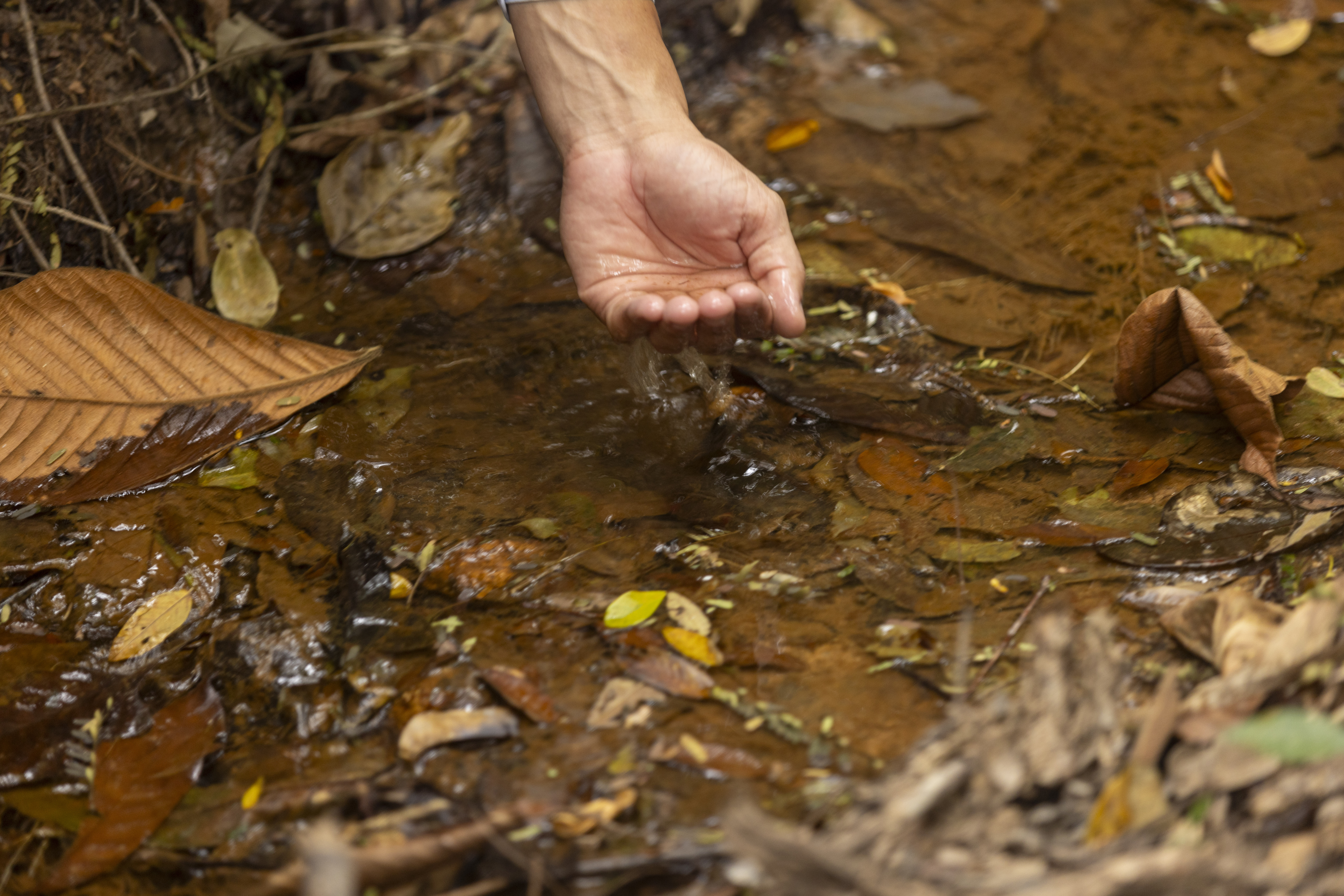 Mão de uma pessoa branca, com veias aparentes, em concha, coletando água limpa de um riacho raso com folhas secas marrons no fundo