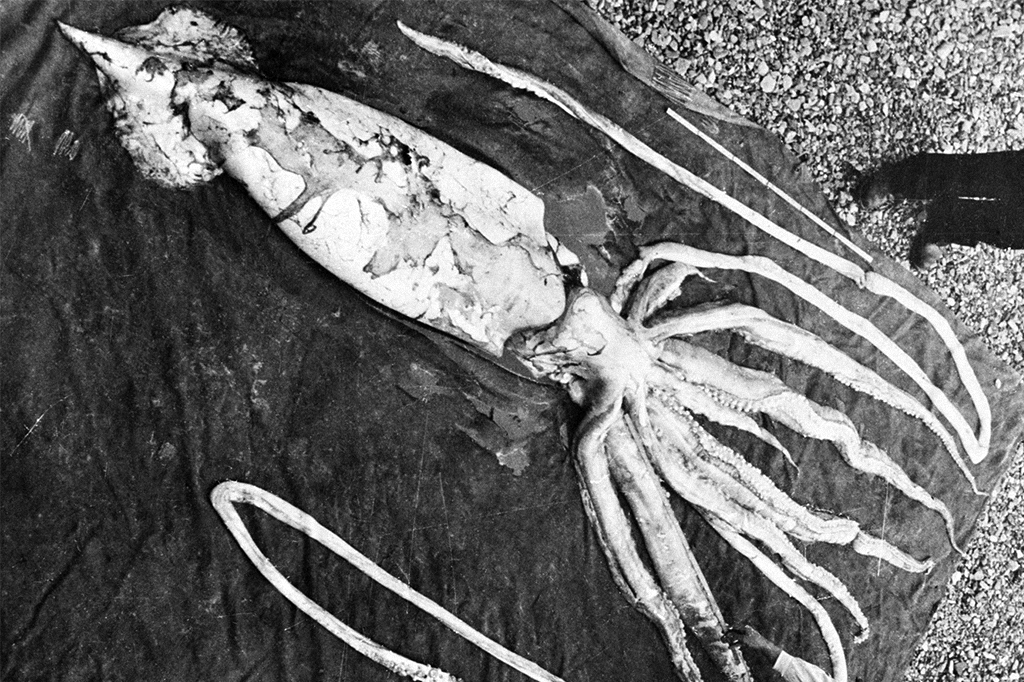 Por que as criaturas abissais ficam gigantes?