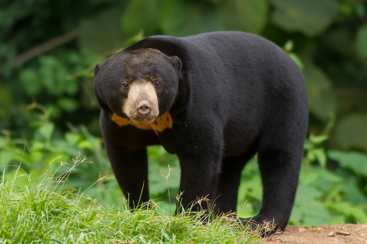 Urso-malaio adulto, pelagem preta brilhante, focinho claro e mancha amarela no peito, parado na grama verde com folhagem desfocada ao fundo, olhando diretamente para frente