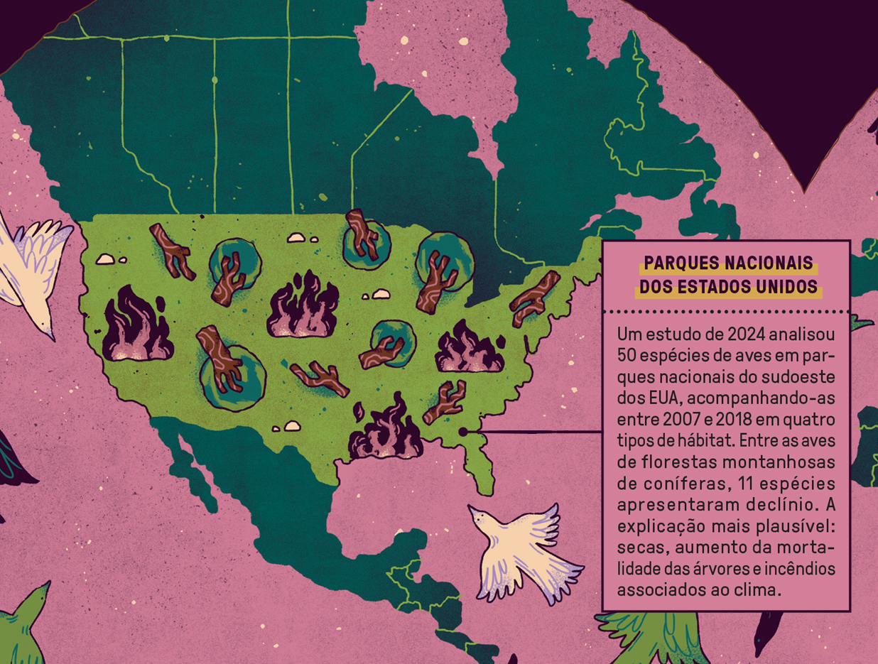 Mapa dos Estados Unidos em verde com chamas e árvores secas no sudoeste, indicando incêndios e secas. Um texto rosa ao lado descreve um estudo sobre o declínio de aves em parques nacionais do sudoeste dos EUA devido a secas e incêndios florestais. Pássaros brancos voam ao redor do mapa.
