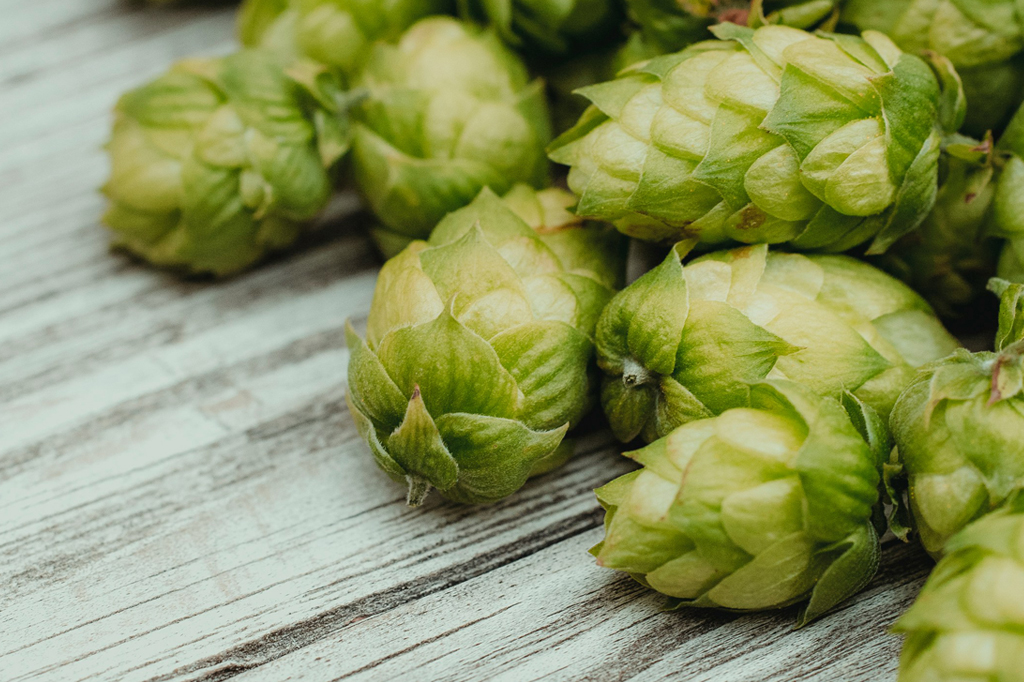 Podemos usar outras ervas amargas na produção de cerveja em vez de lúpulo?