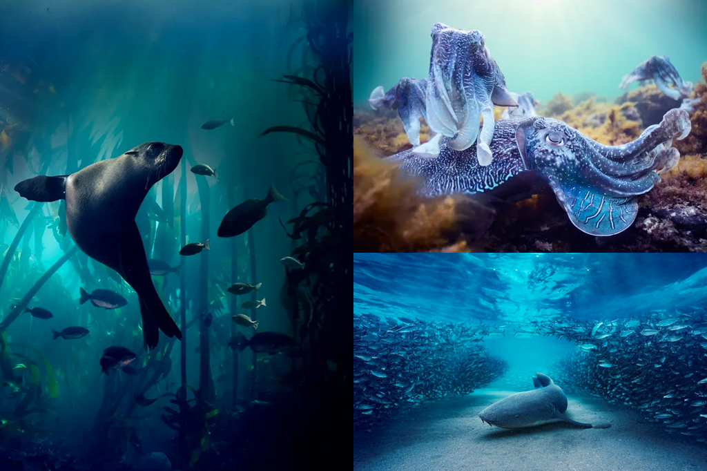 Como os documentários de vida marinha conseguem imagens tão nítidas?