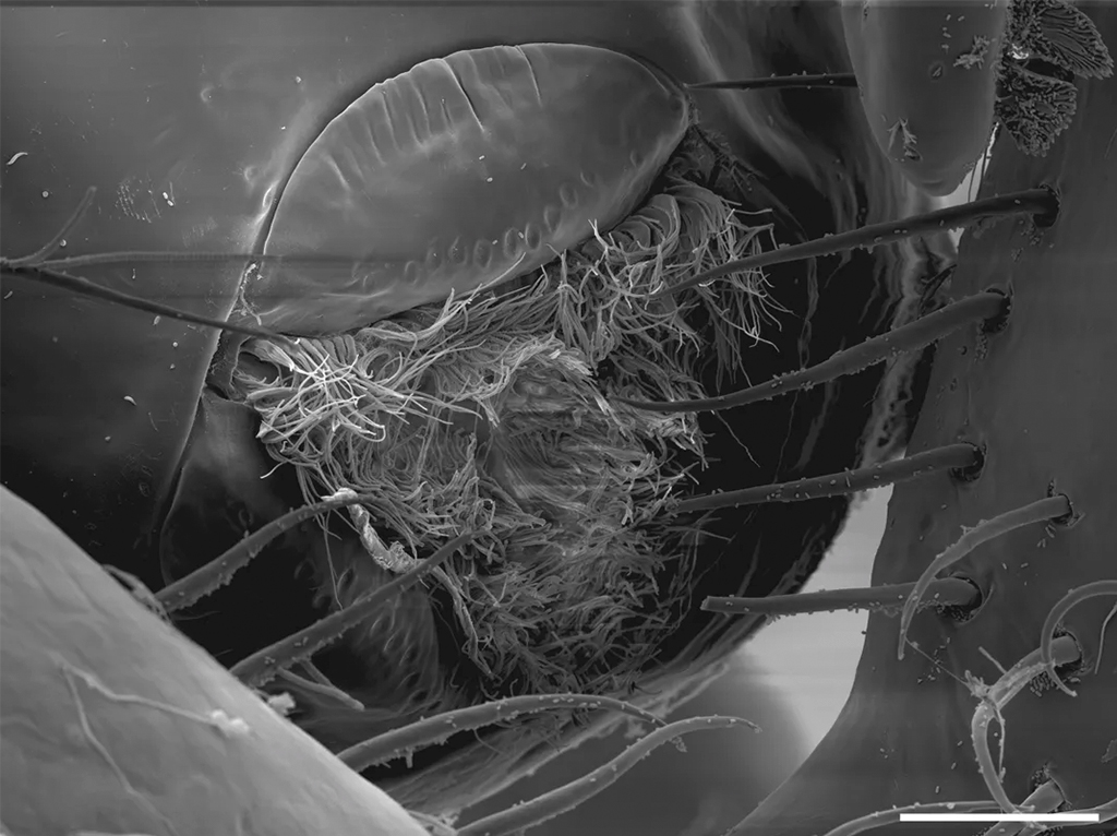 Micrografia eletrônica em tons de cinza mostrando detalhes da boca de um inseto, com estruturas semelhantes a pelos finos e longos, e apêndices segmentados. Uma estrutura oval lisa e escura está no canto superior esquerdo, e uma barra de escala branca está no canto inferior direito