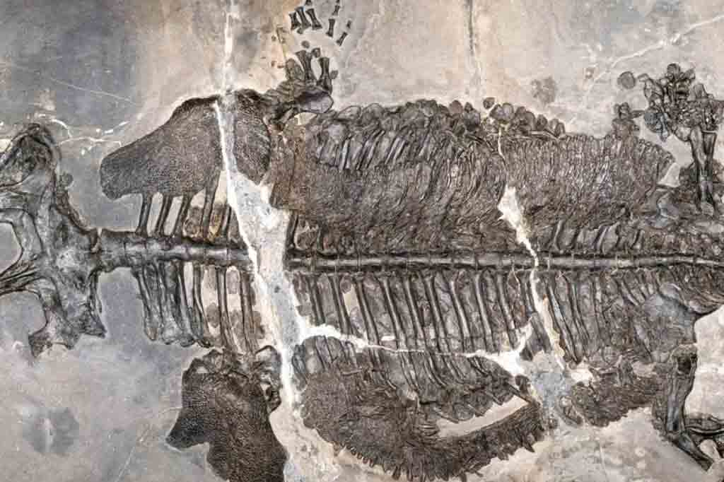 Paleontólogos descobrem o primeiro anfíbio que viveu exclusivamente no mar