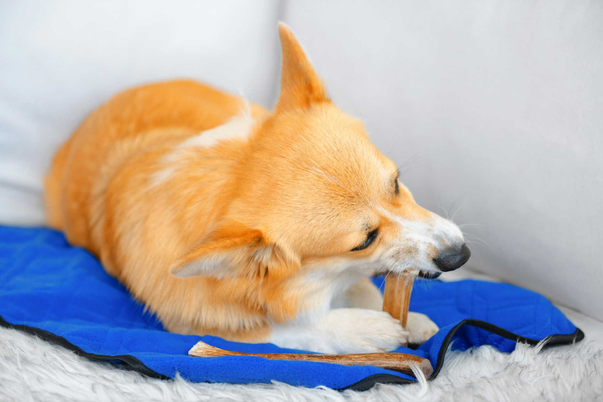 Por que os cachorros precisam morder coisas? A ciência por trás do “simples” ato de roer