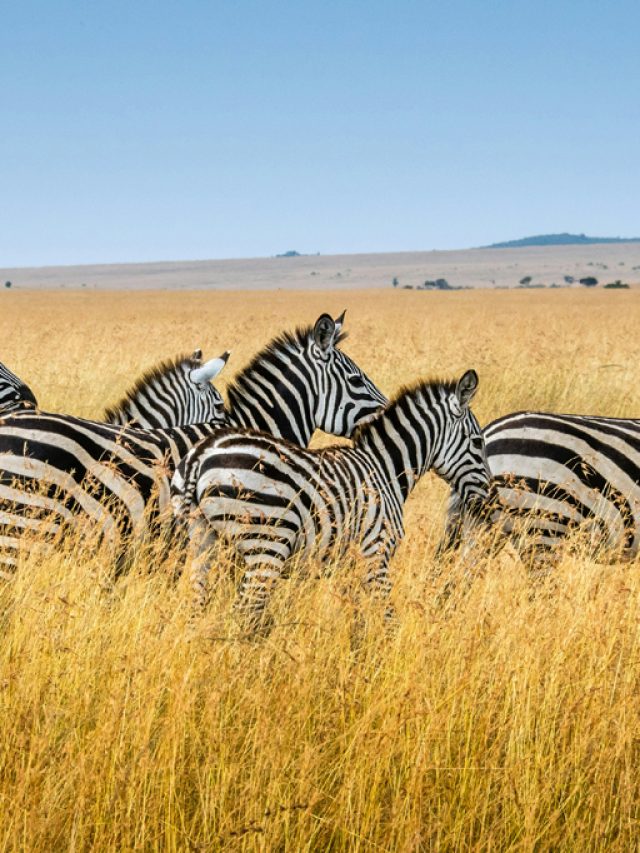 Capa de: Por que os humanos nunca domesticaram as zebras?